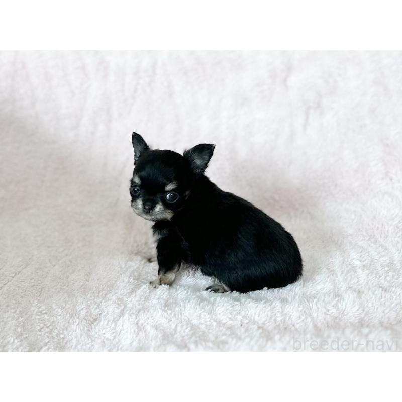 販売中の京都府のチワワ(ロングコート)-431068の3枚目