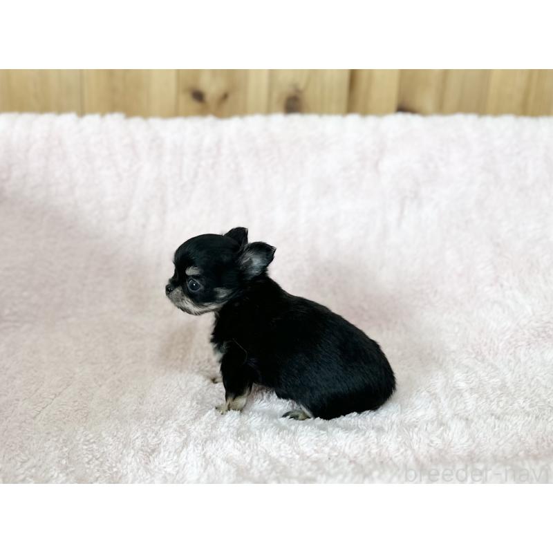 販売中の京都府のチワワ(ロングコート)-431068の2枚目