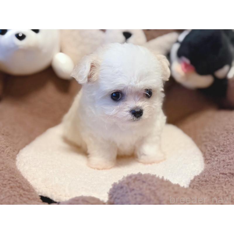 販売中の富山県のミックス犬-431067の5枚目