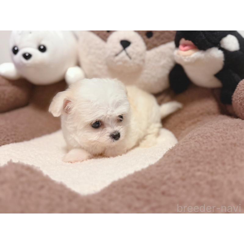 販売中の富山県のミックス犬-431067の4枚目