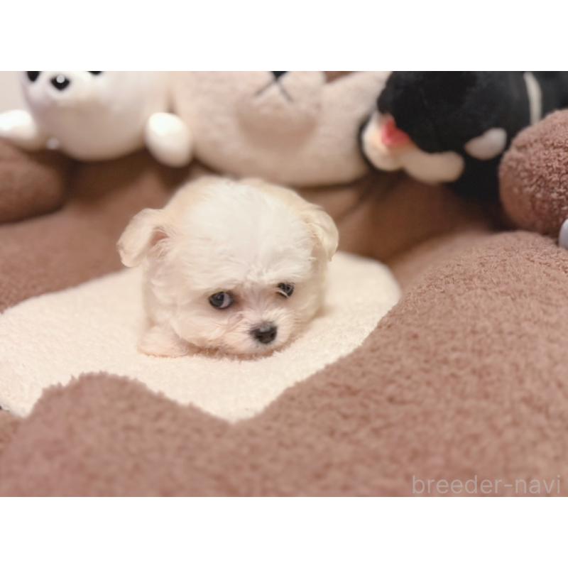 販売中の富山県のミックス犬-431067の3枚目