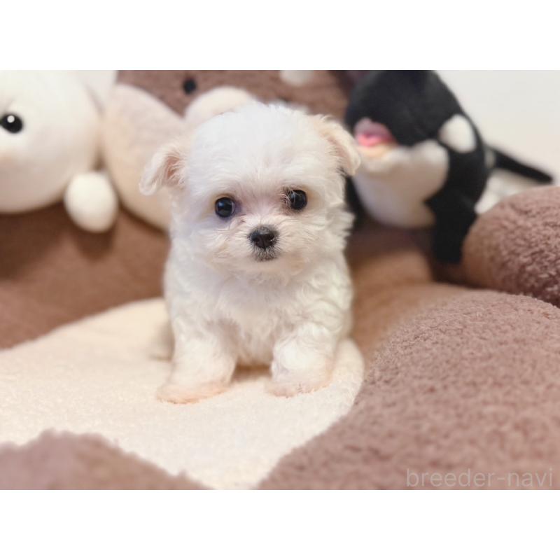 販売中の富山県のミックス犬-431067の2枚目