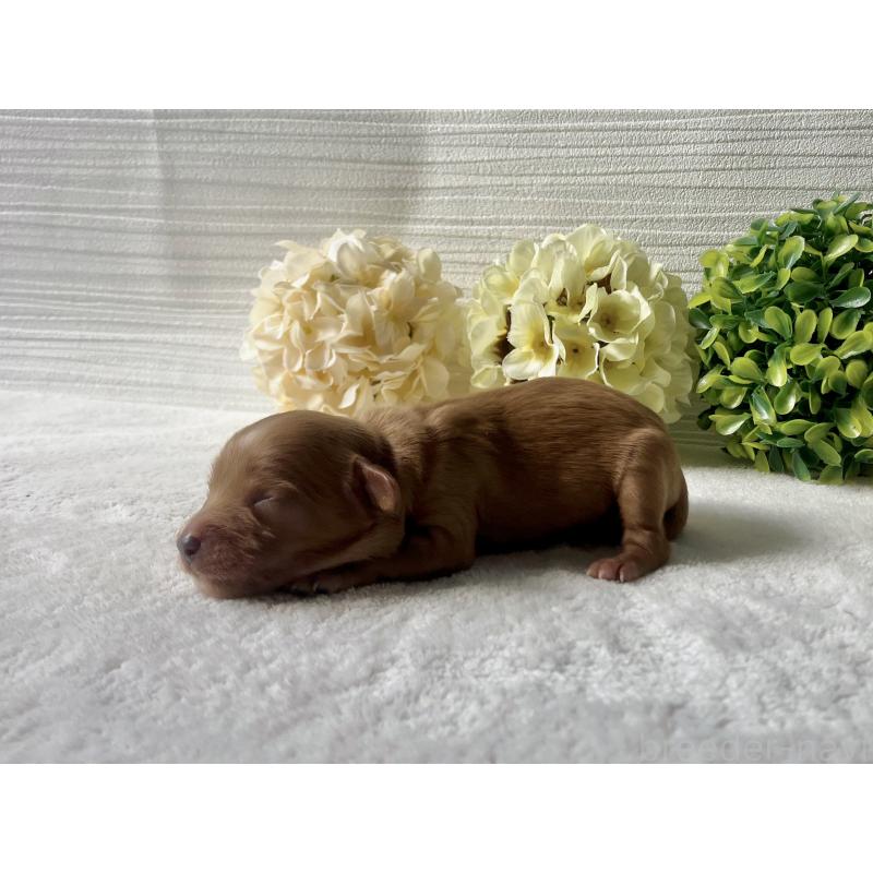 販売中の福岡県のキャバプー:キャバリア×トイプードル-431069の9枚目