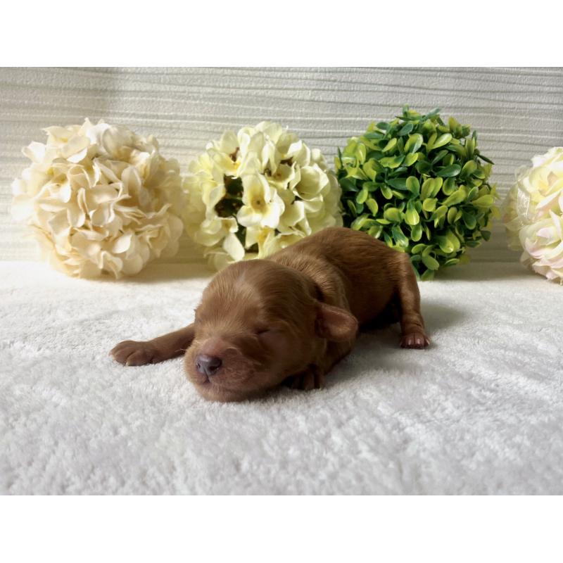 販売中の福岡県のキャバプー:キャバリア×トイプードル-431069の8枚目