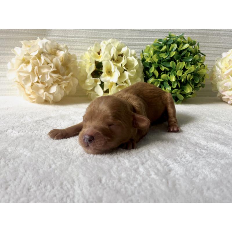 販売中の福岡県のキャバプー:キャバリア×トイプードル-431069の7枚目