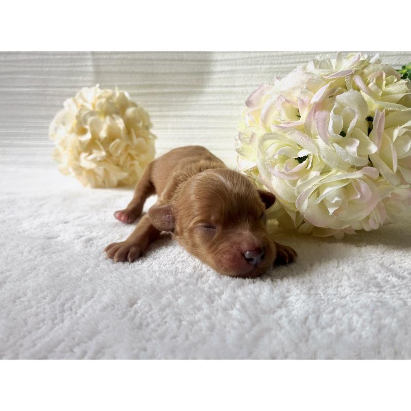 販売中の福岡県のキャバプー:キャバリア×トイプードル-431069の6枚目