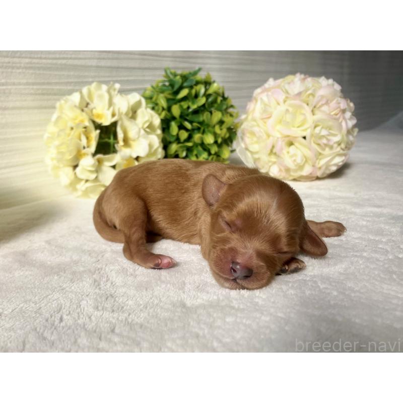 販売中の福岡県のキャバプー:キャバリア×トイプードル-431069の5枚目