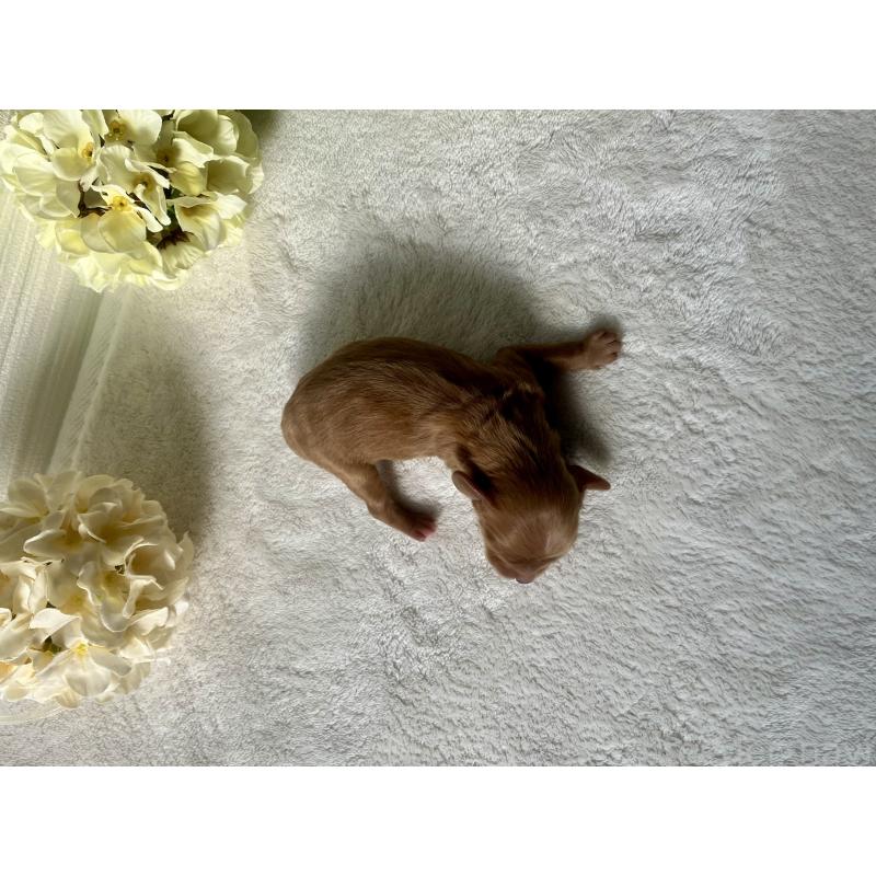 販売中の福岡県のキャバプー:キャバリア×トイプードル-431069の4枚目