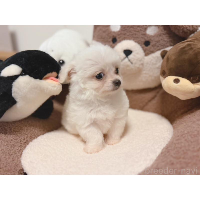 販売中の富山県のミックス犬-431071の5枚目