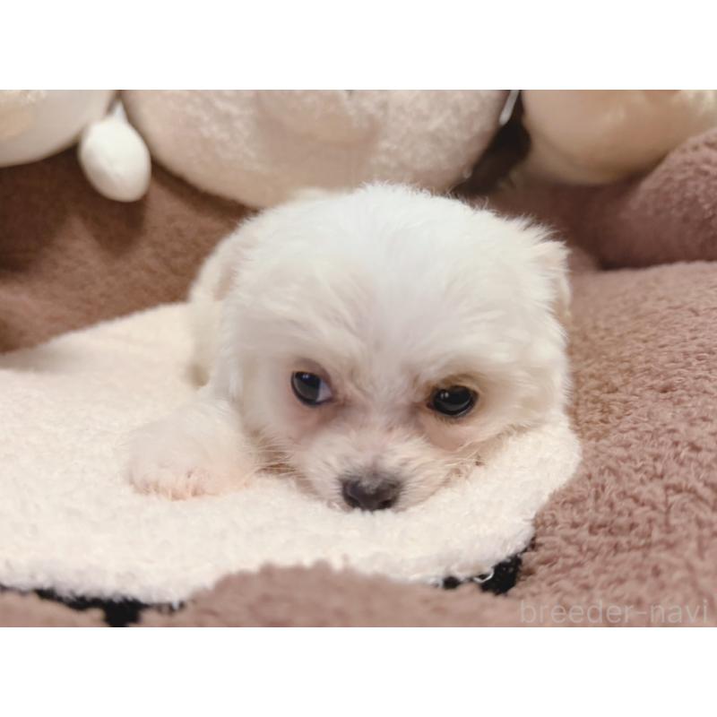 販売中の富山県のミックス犬-431071の4枚目