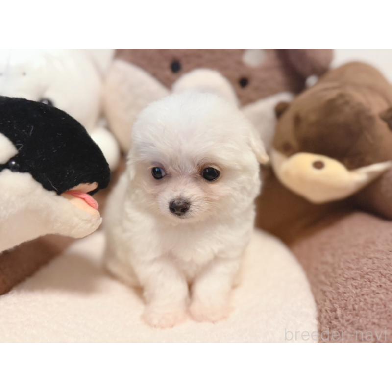 販売中の富山県のミックス犬-431071の3枚目