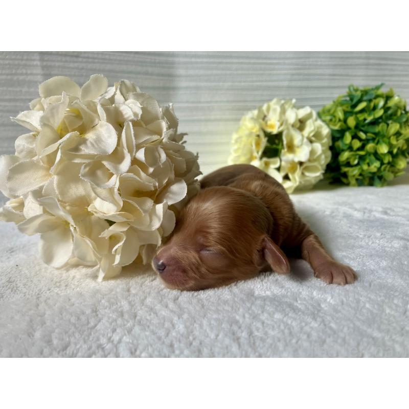 販売中の福岡県のキャバプー:キャバリア×トイプードル-431069の2枚目