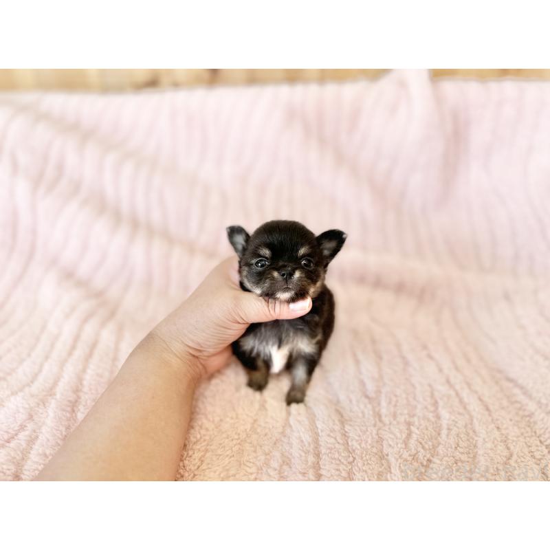 販売中の京都府のチワワ(ロングコート)-431072の5枚目