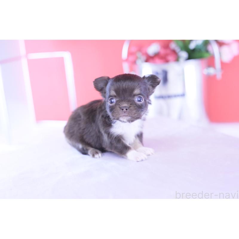 販売中の愛知県のチワワ(ロングコート)-431074の13枚目