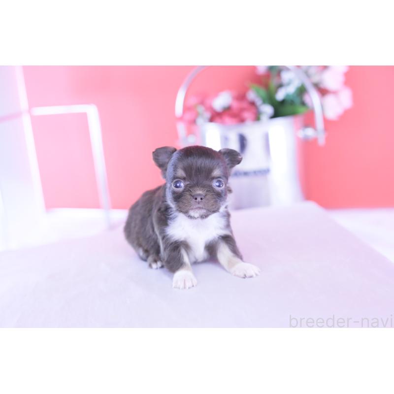 販売中の愛知県のチワワ(ロングコート)-431074の12枚目