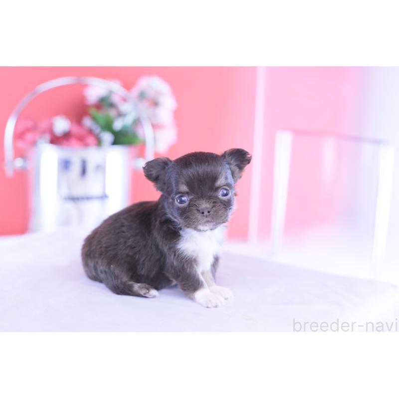 販売中の愛知県のチワワ(ロングコート)-431074の10枚目