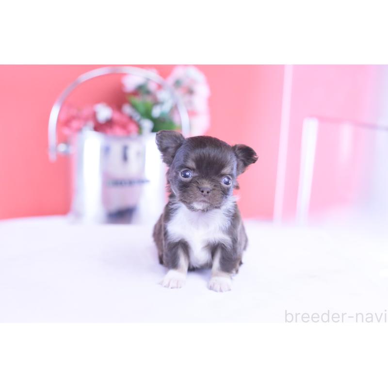 販売中の愛知県のチワワ(ロングコート)-431074の6枚目