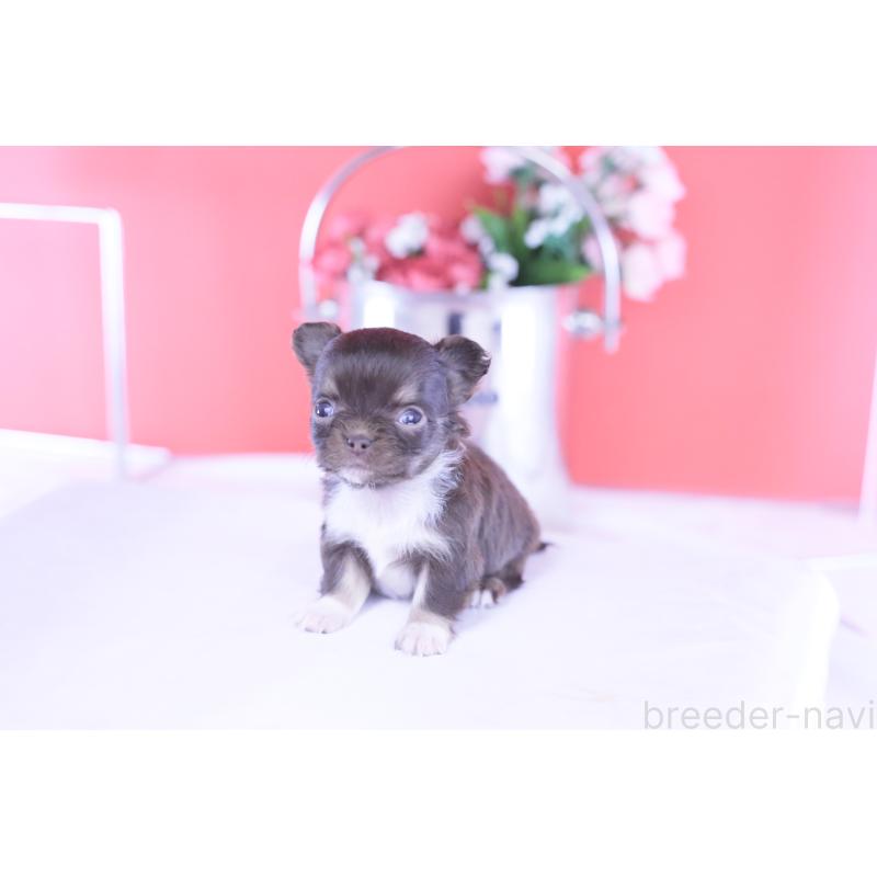 販売中の愛知県のチワワ(ロングコート)-431074の5枚目