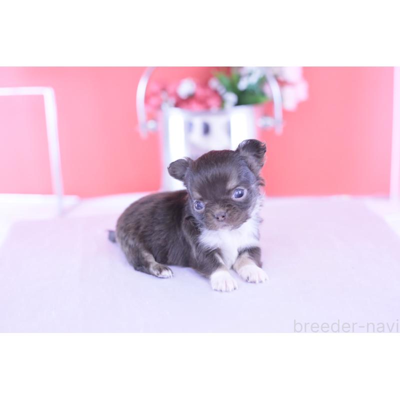 販売中の愛知県のチワワ(ロングコート)-431074の3枚目