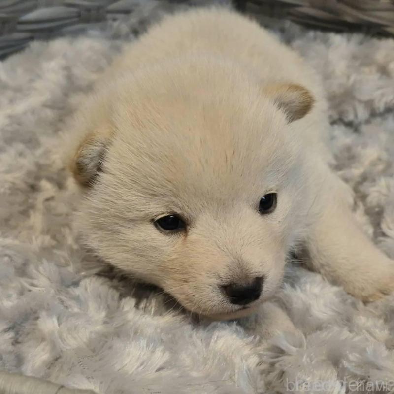 販売中の富山県の柴犬-431075の1枚目