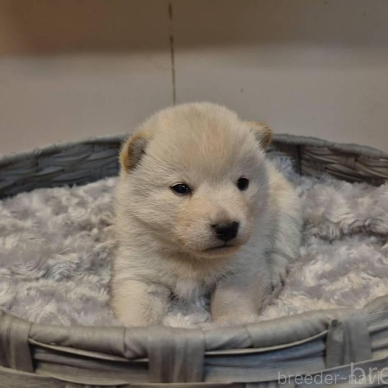 販売中の富山県の柴犬-431075の7枚目