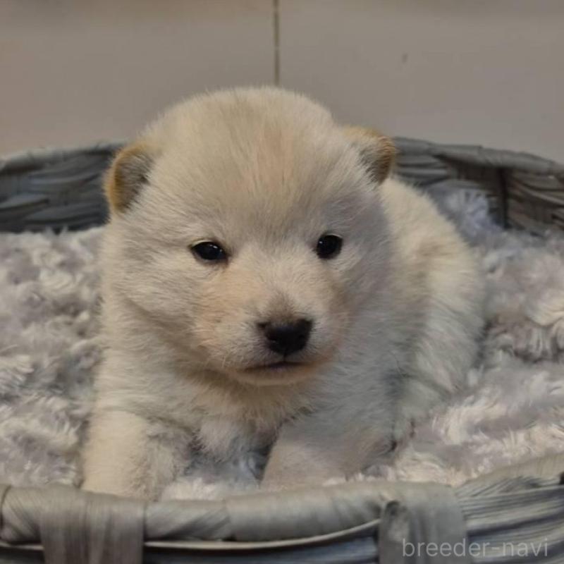 販売中の富山県の柴犬-431075の6枚目