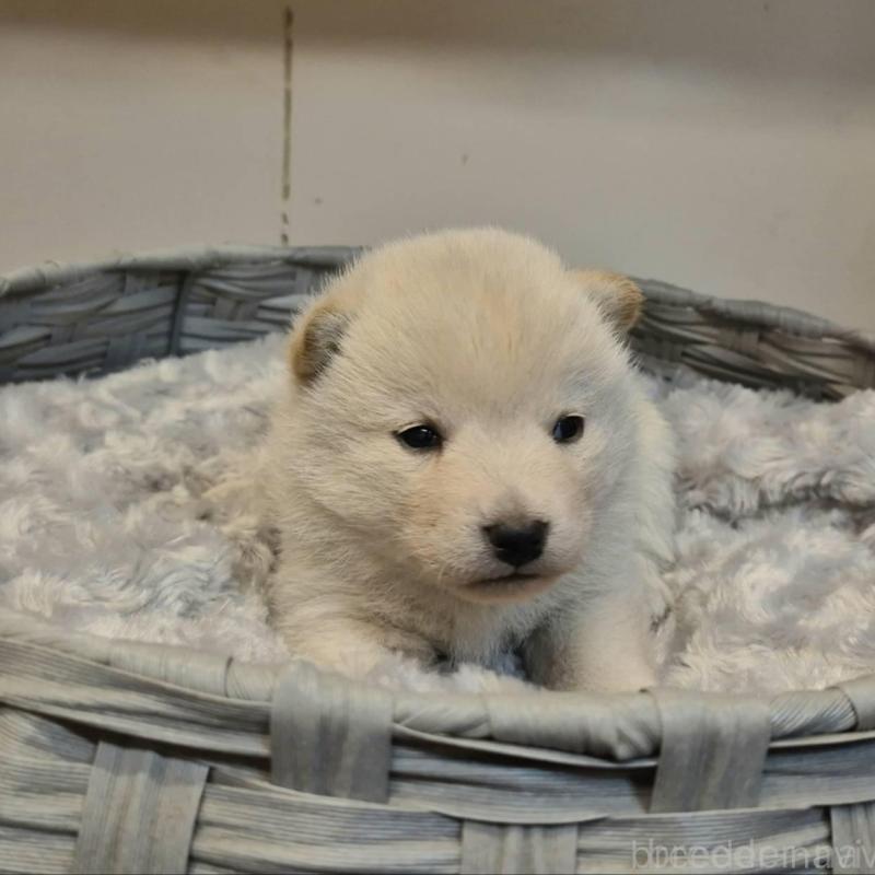 販売中の富山県の柴犬-431075の5枚目