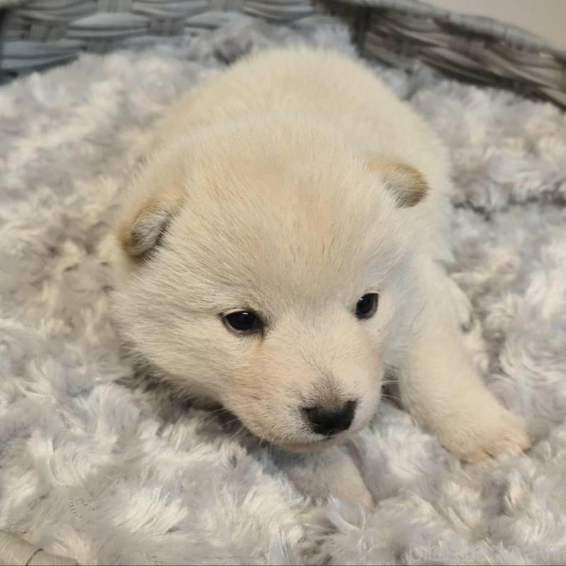 販売中の富山県の柴犬-431075の4枚目