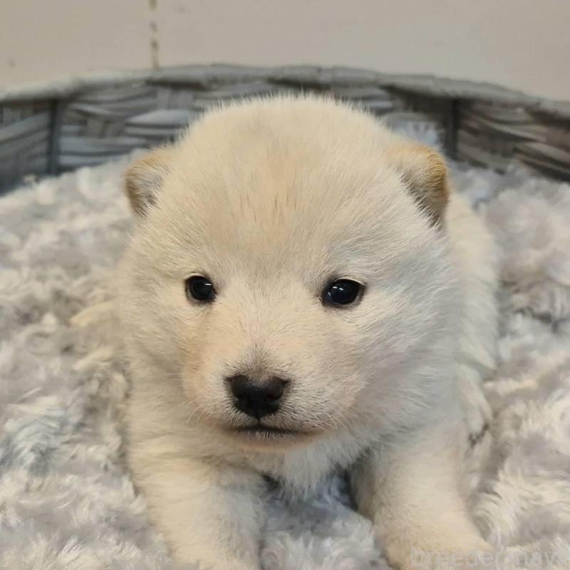 販売中の富山県の柴犬-431075の3枚目