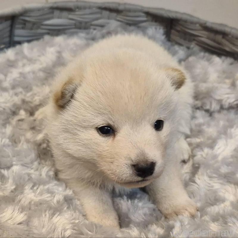 販売中の富山県の柴犬-431075の2枚目