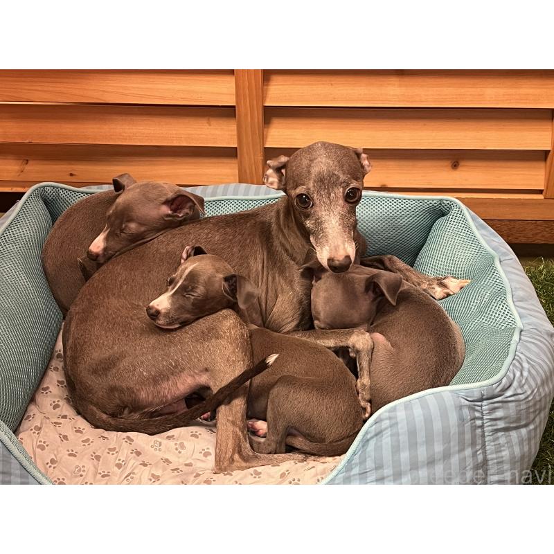 販売中の埼玉県のイタリアングレーハウンド(イタグレ)-422017の26枚目