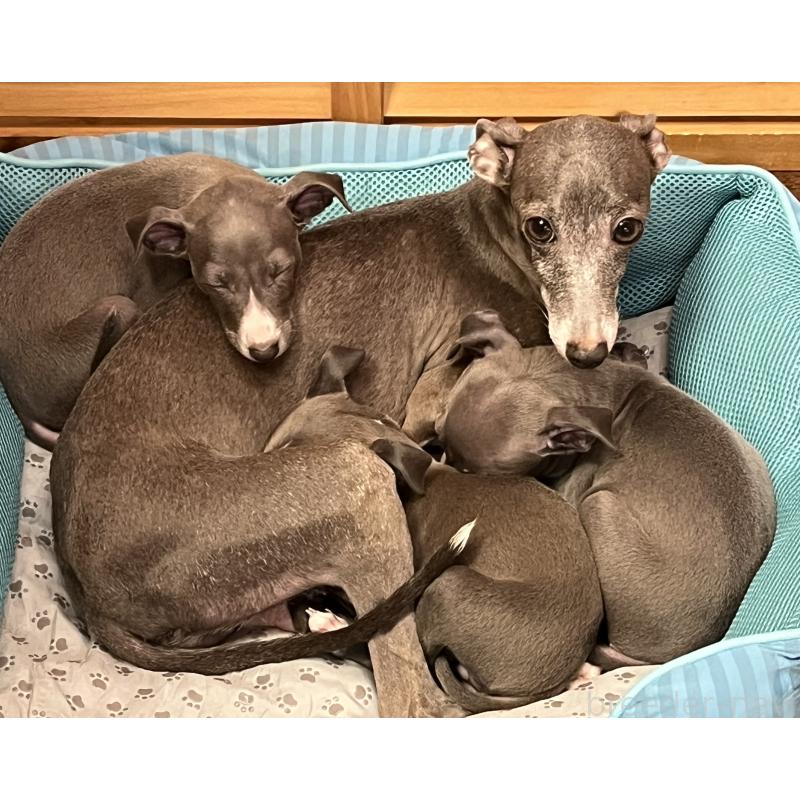販売中の埼玉県のイタリアングレーハウンド(イタグレ)-422017の25枚目