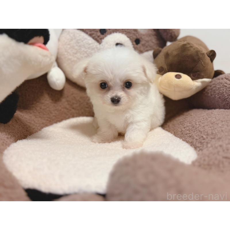 販売中の富山県のミックス犬-431071の2枚目