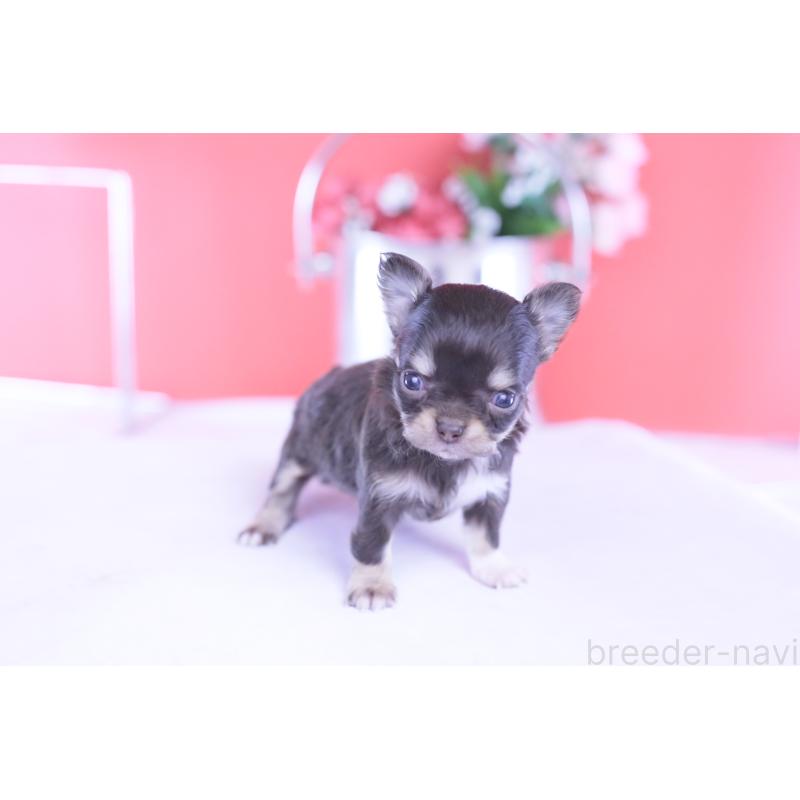 販売中の愛知県のチワワ(ロングコート)-431078の9枚目