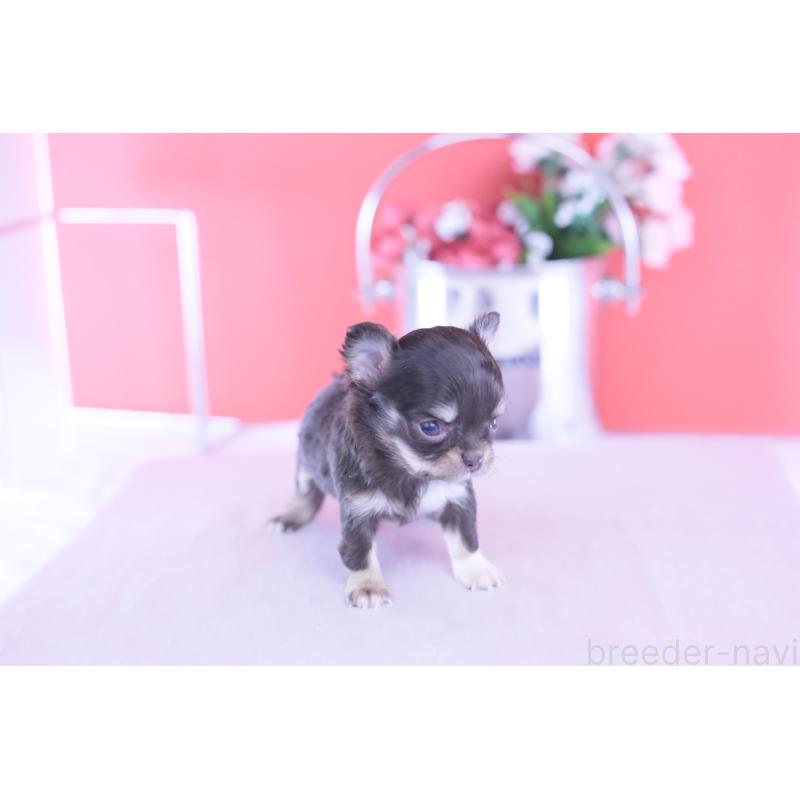 販売中の愛知県のチワワ(ロングコート)-431078の7枚目