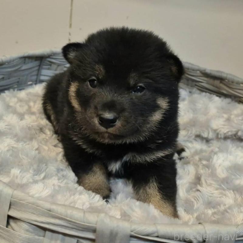 販売中の富山県の柴犬-431079