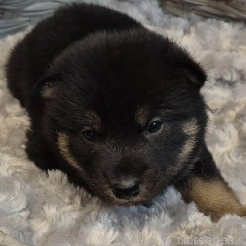 販売中の富山県の柴犬-431079の6枚目