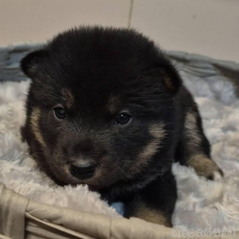 販売中の富山県の柴犬-431079の5枚目