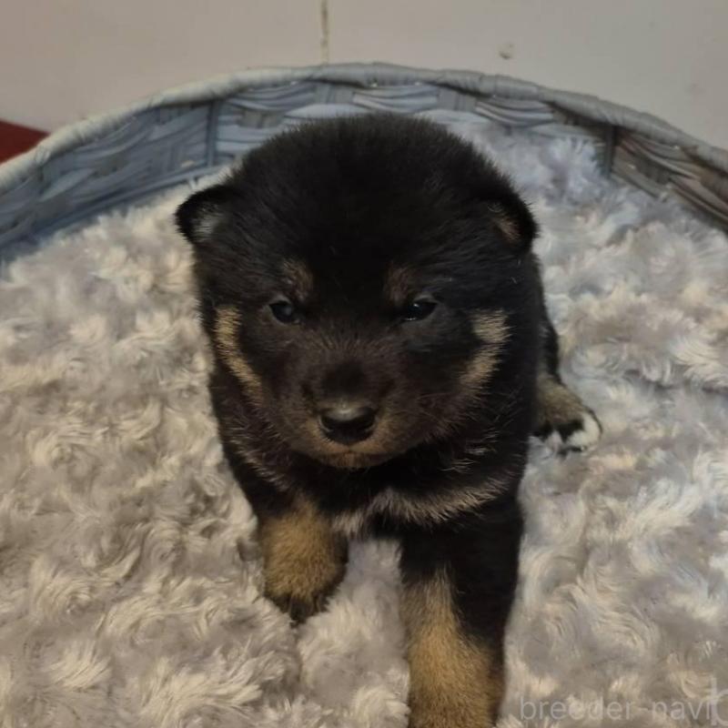 販売中の富山県の柴犬-431079の4枚目