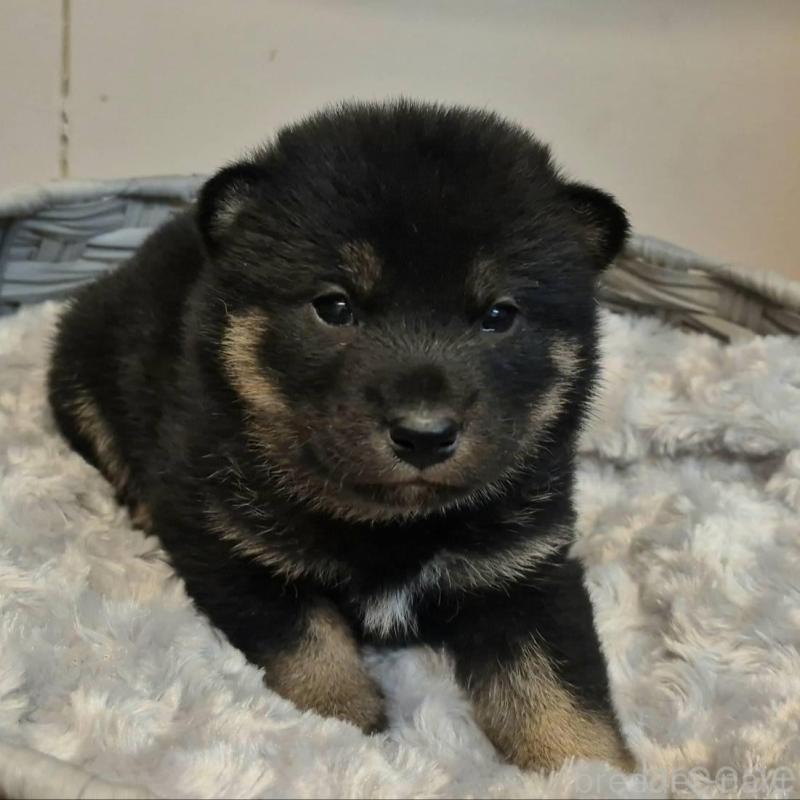 販売中の富山県の柴犬-431079の3枚目