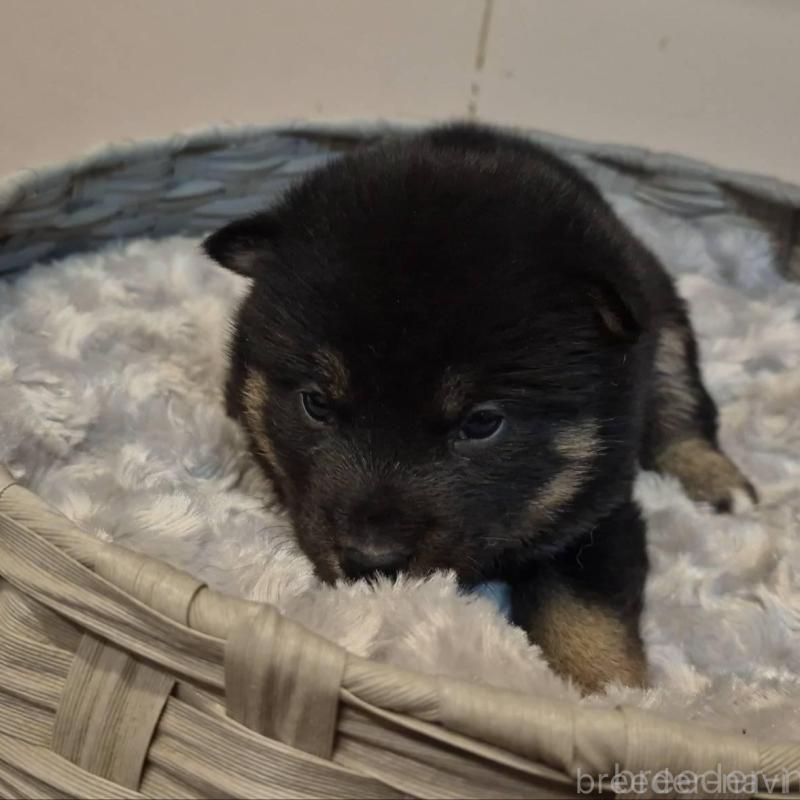 販売中の富山県の柴犬-431079の2枚目