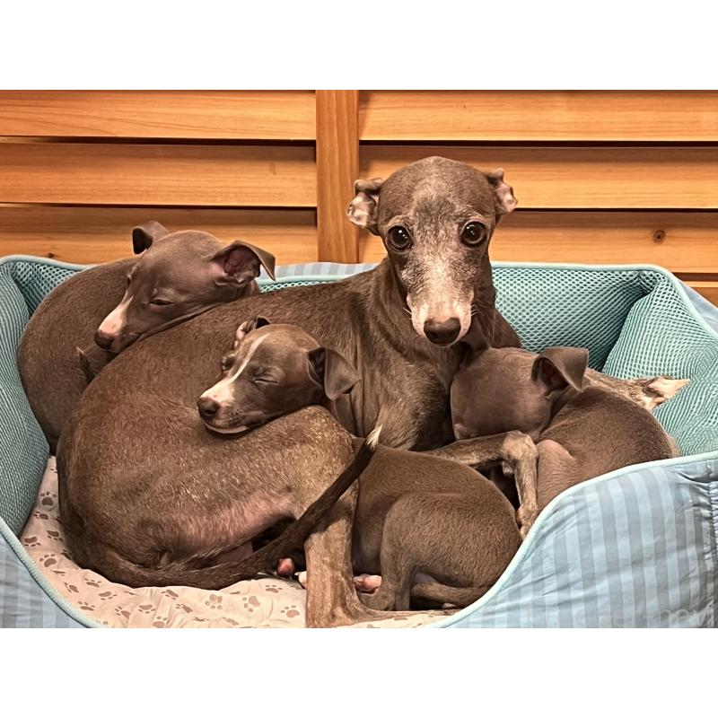 販売中の埼玉県のイタリアングレーハウンド(イタグレ)-422019の4枚目