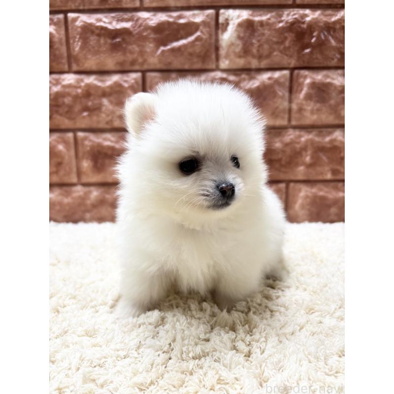 販売中の沖縄県のポメラニアン-431081の3枚目