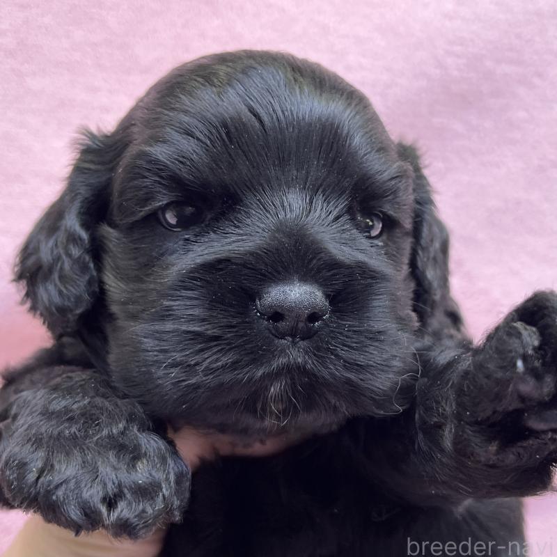 販売中の大阪府のアメリカンコッカースパニエル-431089の1枚目