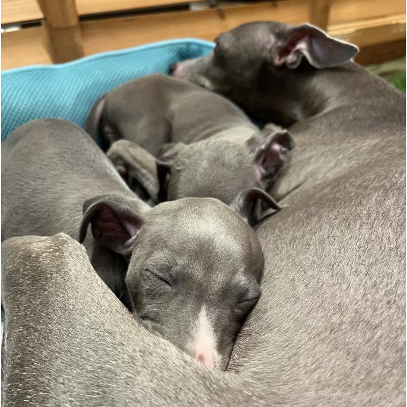 販売中の埼玉県のイタリアングレーハウンド(イタグレ)-422017