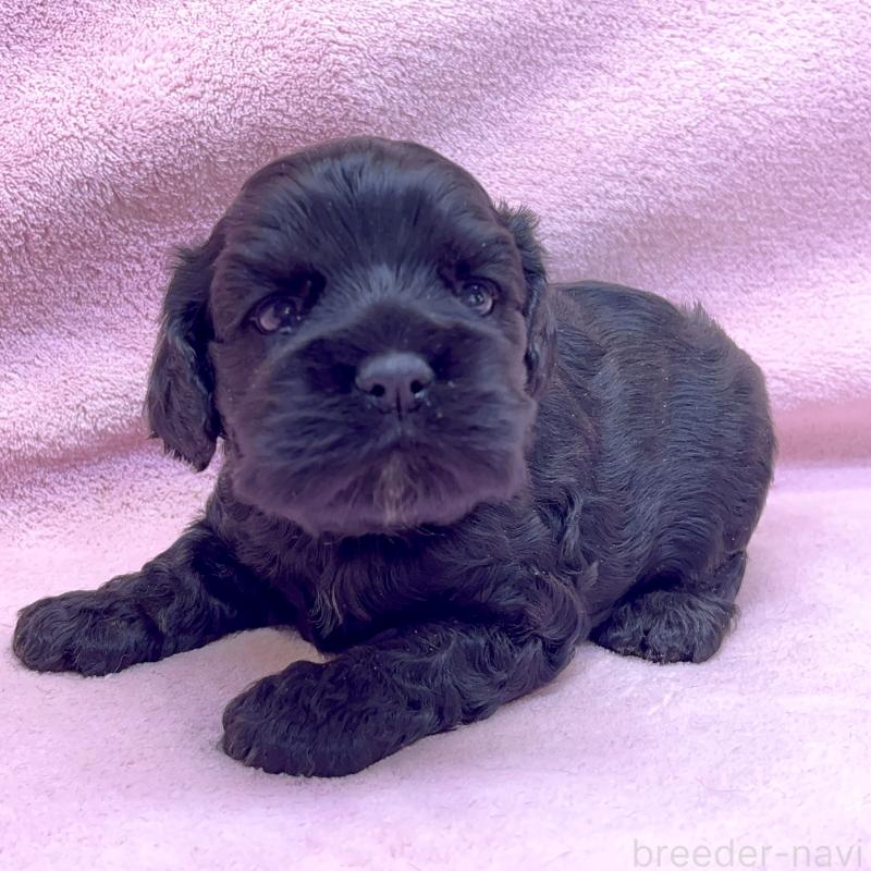 販売中の大阪府のアメリカンコッカースパニエル-431089の7枚目