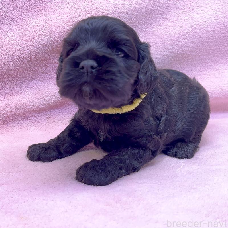 販売中の大阪府のアメリカンコッカースパニエル-431089の6枚目