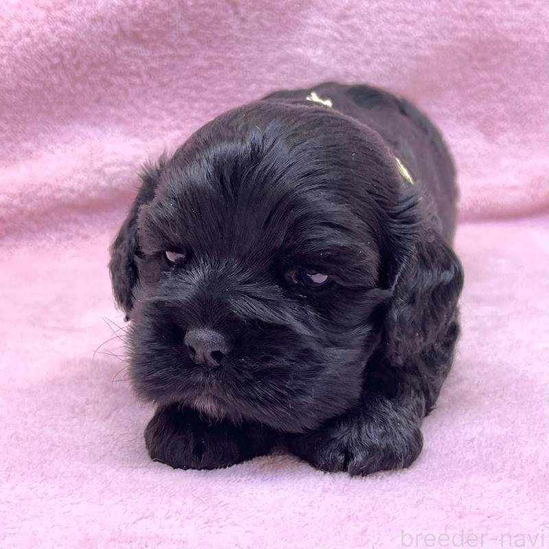 販売中の大阪府のアメリカンコッカースパニエル-431089の5枚目