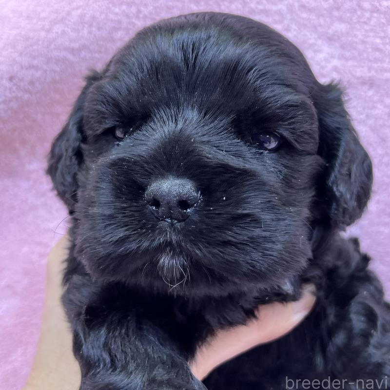 販売中の大阪府のアメリカンコッカースパニエル-431089の4枚目