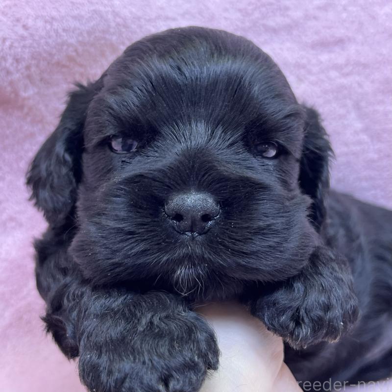 販売中の大阪府のアメリカンコッカースパニエル-431089の3枚目